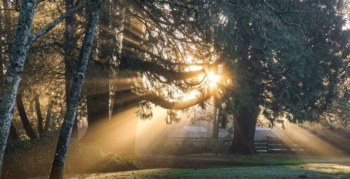 The Lighting Tree